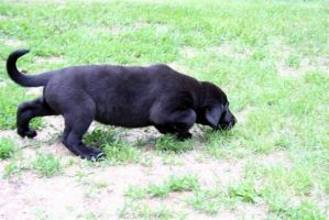 05-01-08_puppy-5.jpg Image