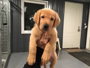 Pup Image