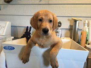 pup Image