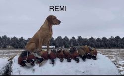 Remi_Bales_2.jpg Image